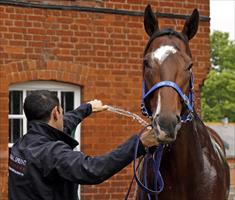 O'Brien: Shamexpress can emulate Newmarket success in July Cup